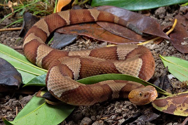 Broad-banded Copperhead