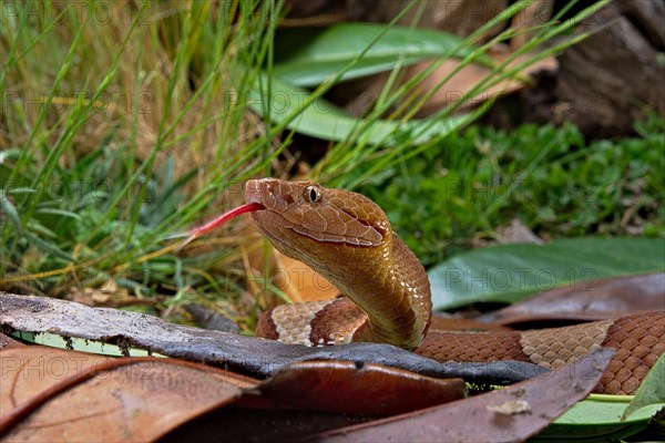 Broad-banded Copperhead