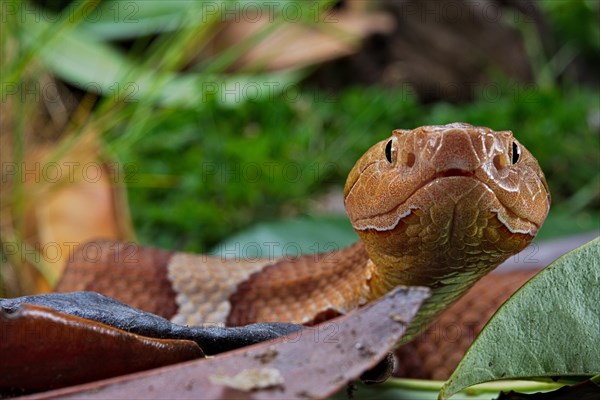 Broad-banded Copperhead