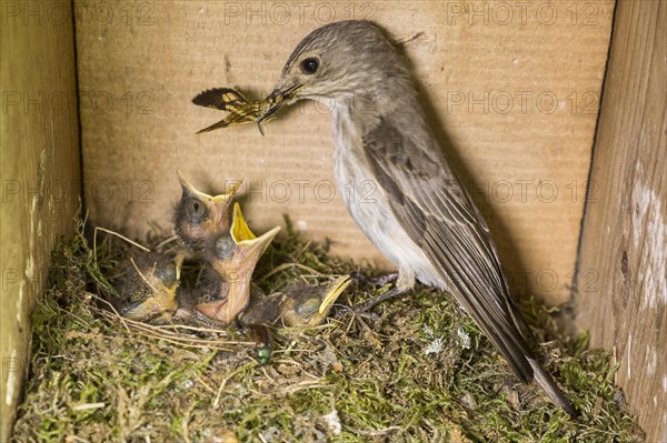 Spotted flycatcher