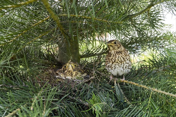 Song thrush