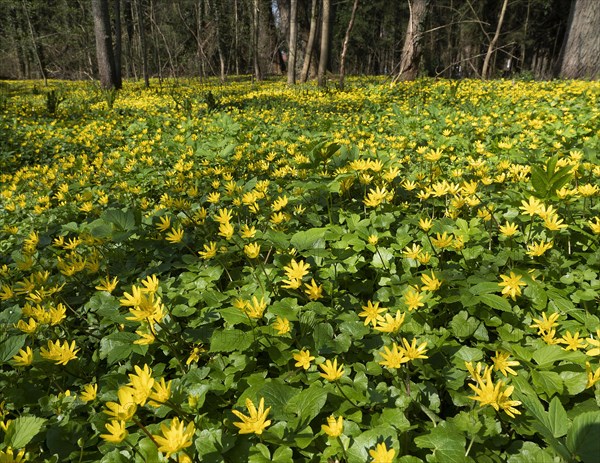 Lesser celandine