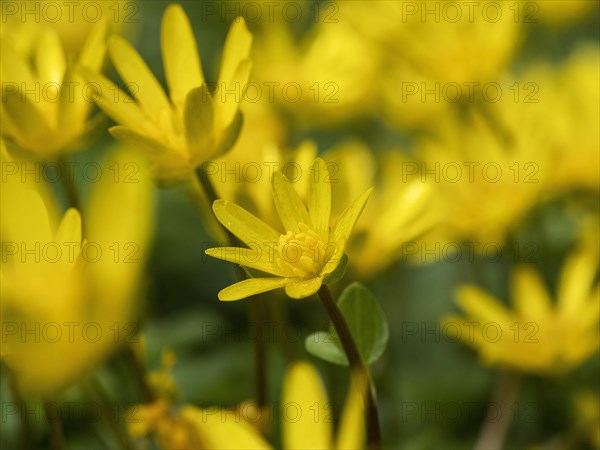 Lesser celandine