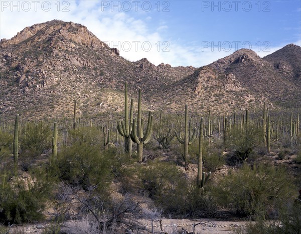 Saguaros