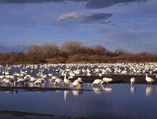 Snow goose