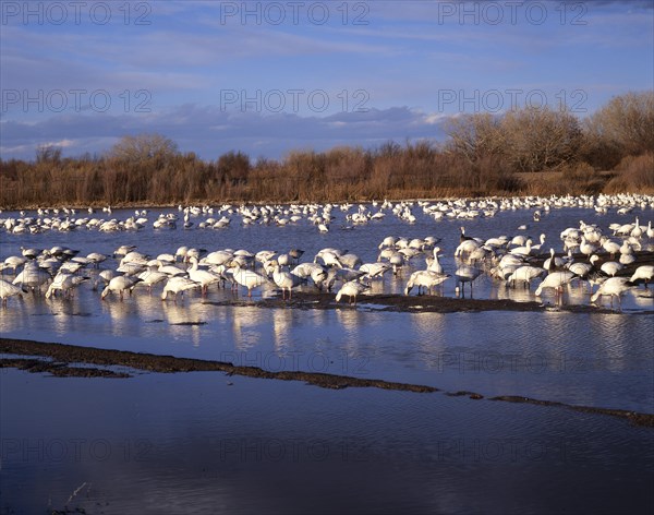 Snow goose