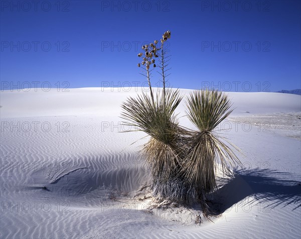 Yucca palm