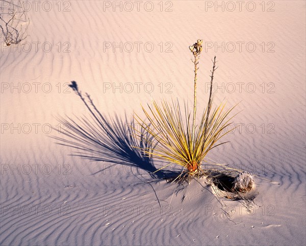 Yucca palm