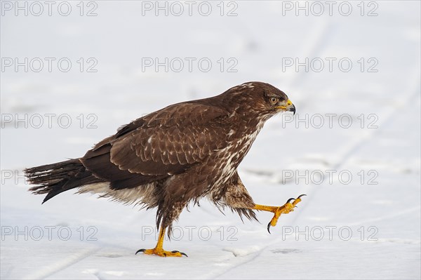 Buzzard