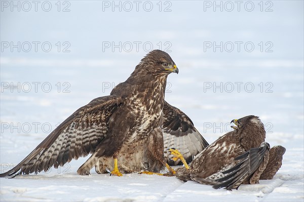 Buzzard