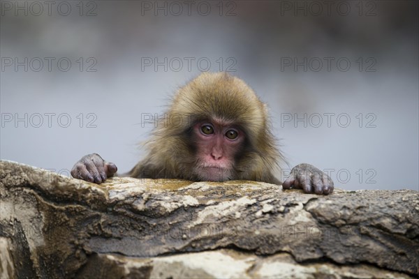 Japanese Macaque