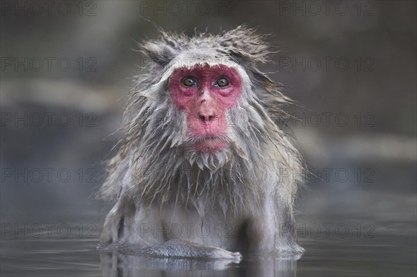 Japanese Macaque