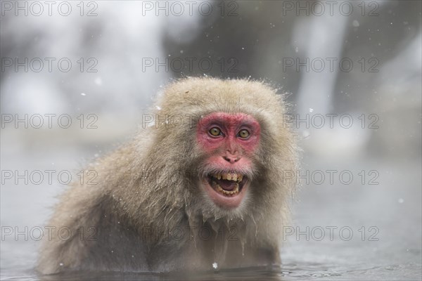 Japanese Macaque