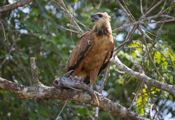 Black-collared Hawk