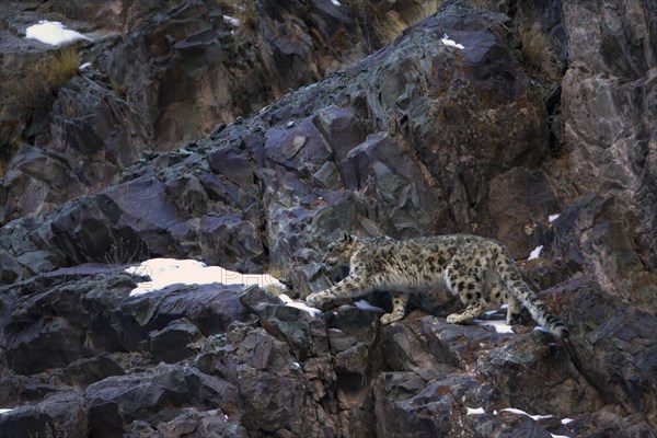 Snow Leopard