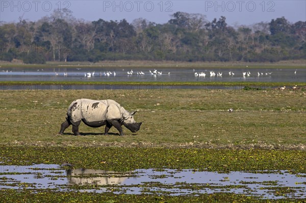 Indian Rhinoceros