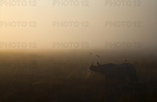 Indian Rhinoceros