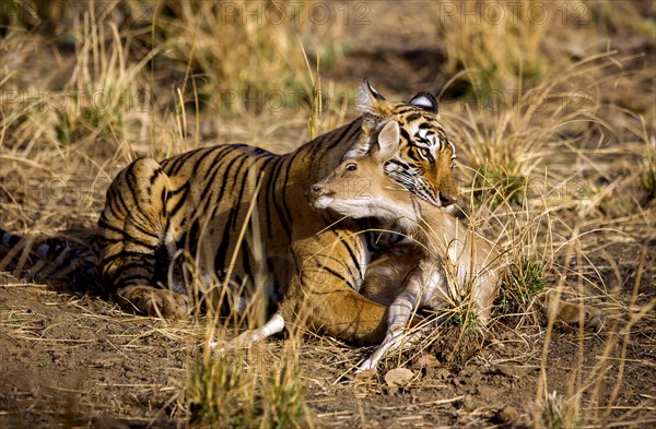 Indian Tiger