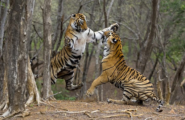 Indian Tigers