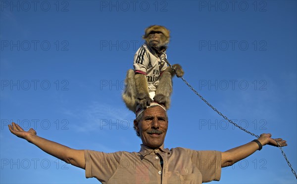 Barbary macaque