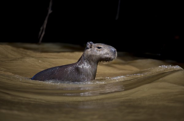 Capybara