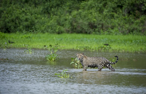 Jaguar