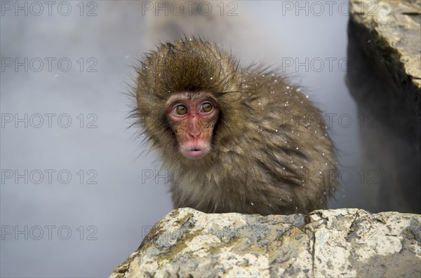 Japanese Macaque