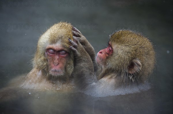 Japanese Macaques