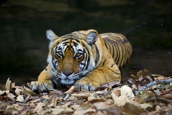 Indian Tiger