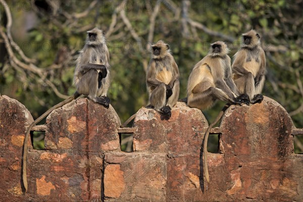 Southern plains gray langurs