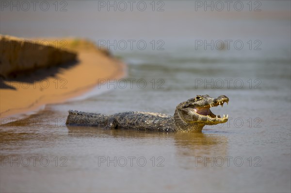 Paraguayan Caiman