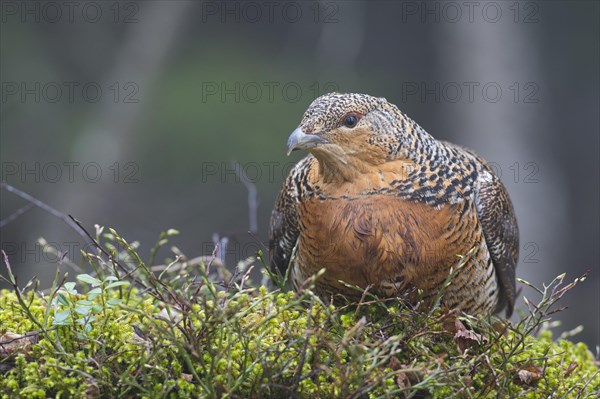 Western capercaillie