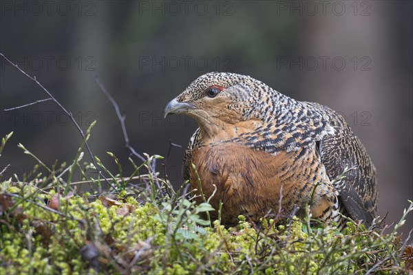 Western capercaillie