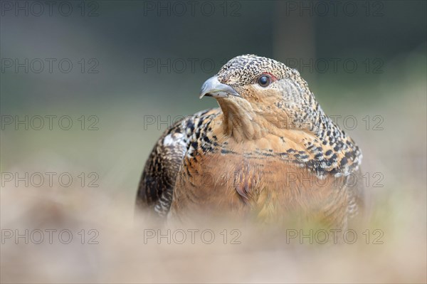 Western capercaillie