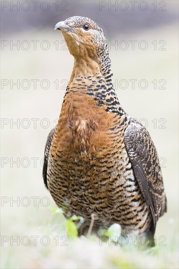 Western capercaillie