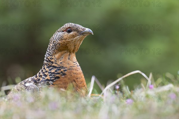 Western capercaillie