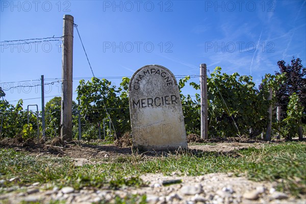 Vineyard with stone of the champagne house Mercier