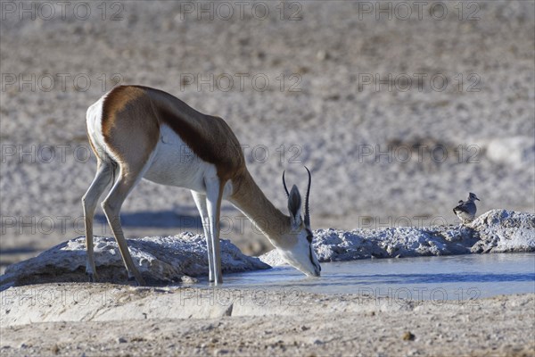 Springbok