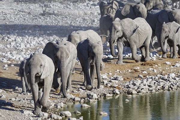 African bush elephants