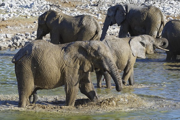 African bush elephants