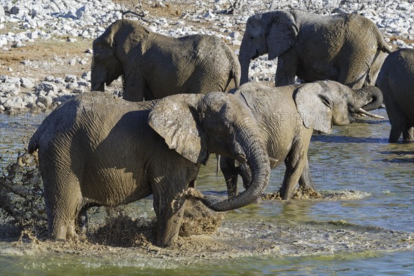 African bush elephants