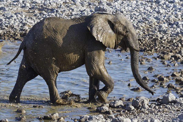 African bush elephant