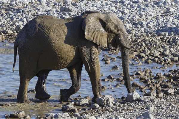 African bush elephant