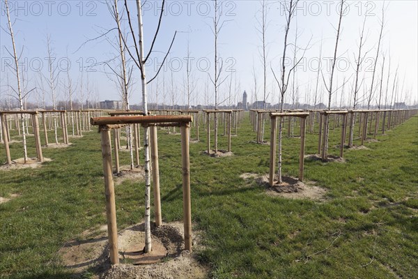 Newly planted birch trees