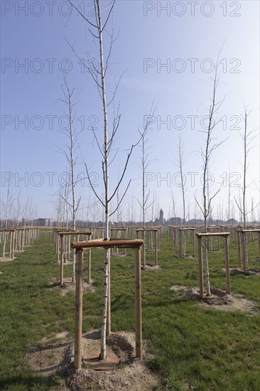 Newly planted birch trees