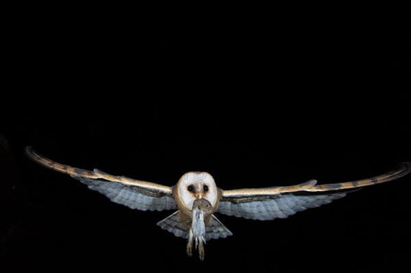 Common barn owl