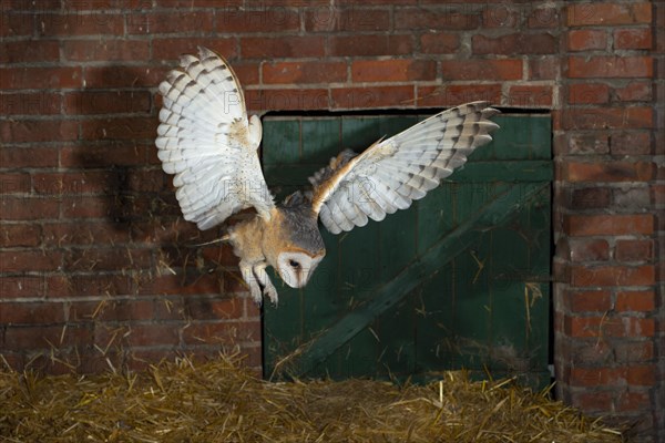 Common barn owl