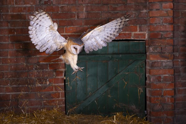 Common barn owl