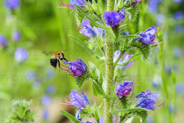 Common viper's bugloss