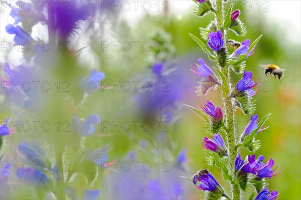 Common viper's bugloss